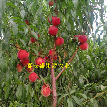 饒陽縣新加工桃胡批發(fā)