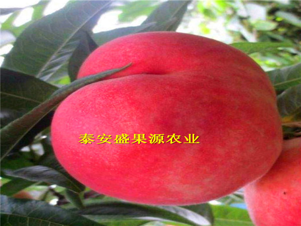 磁縣2018年冬梨苗基地品種特點(diǎn)