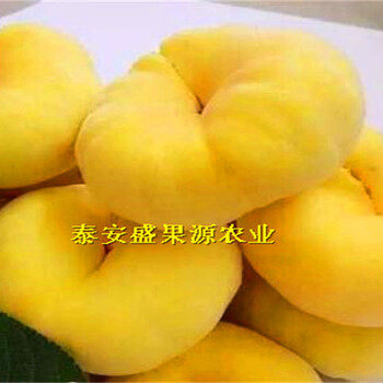 種植技術(shù)禹城桃樹樹苗批發(fā)