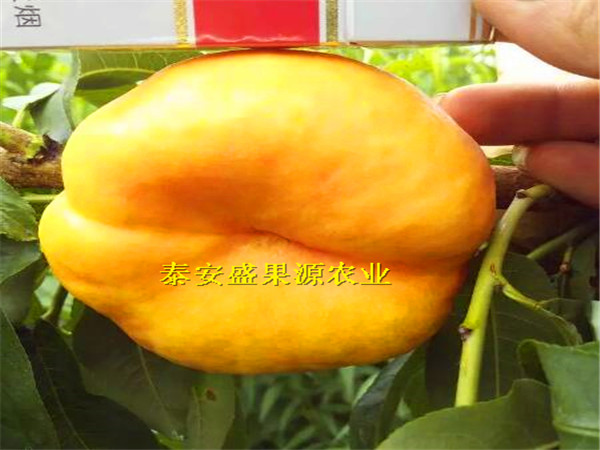 特色品種臨汾冬桃桃樹種苗生產(chǎn)廠家