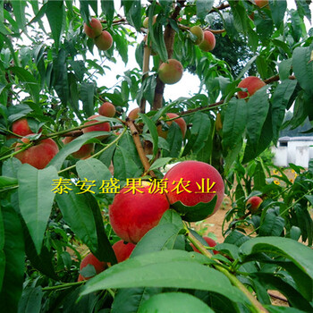 鋼城區(qū)現(xiàn)在桃樹樹苗生產(chǎn)廠家