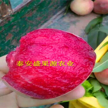 興寧香椿小苗市場(chǎng)價(jià)格繁育基地