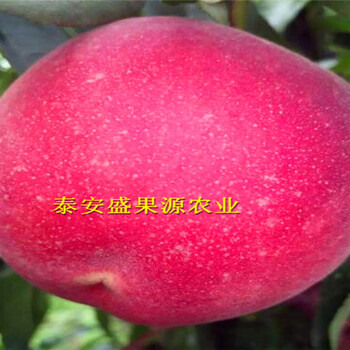 掛果時(shí)間興賓區(qū)核桃種子苗生產(chǎn)廠家