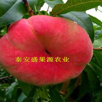天祝香椿小苗批發(fā)新品上市
