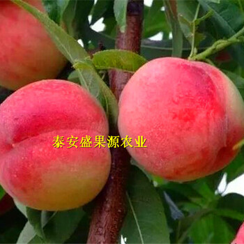 大渡口區(qū)新加工毛桃核銷售價(jià)格