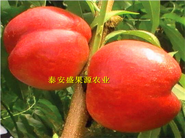 奈曼旗金霞油蟠桃哪家買金霞油蟠桃掛果圖片