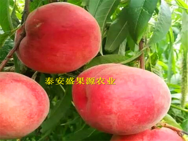 都蘭縣香椿幼苗哪家好基地