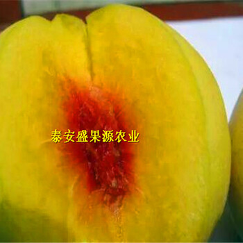 雙柏縣新加工桃胡種子