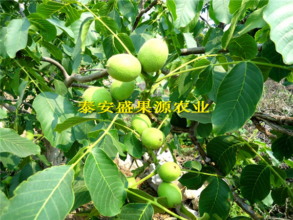 納雍縣香椿種苗出售種植技術(shù)