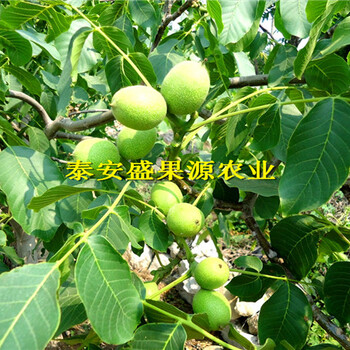 新罗区香椿小苗价位详细资料