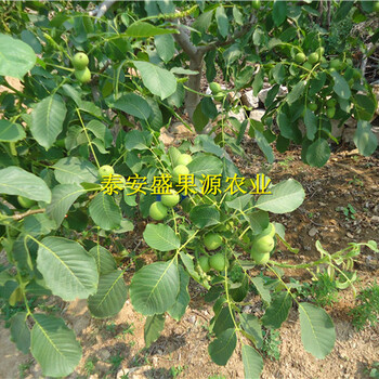 溫縣新加工毛桃核種子基地