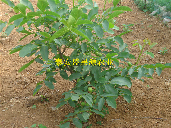 納雍縣香椿種苗出售種植技術(shù)