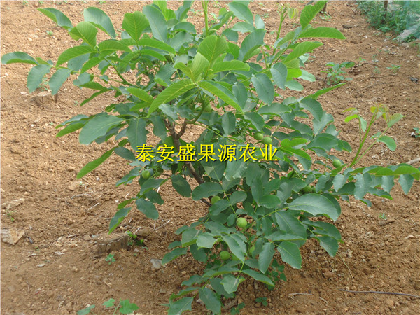 新罗区香椿小苗价位详细资料