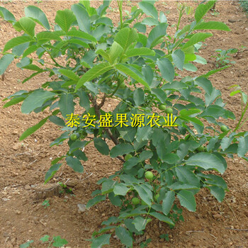 品種姜堰核桃實(shí)生苗銷售