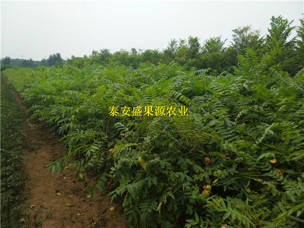睢陽區(qū)菜香椿苗生產(chǎn)廠家苗真價實