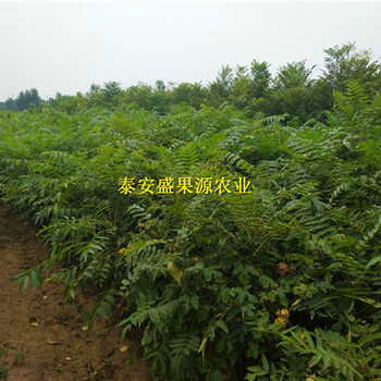 兴平2公分香椿苗销售新型种植