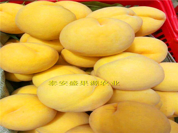 鎮(zhèn)雄哪里有油蟠7-7苗苗源充足