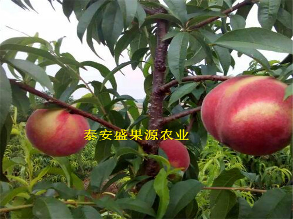 乾縣哪里有風(fēng)味皇后桃育苗基地