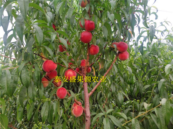 埇橋哪里有風(fēng)味皇后桃新品上市