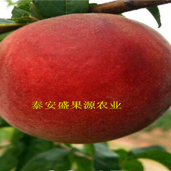 炎陵哪里有無花果苗團購價格