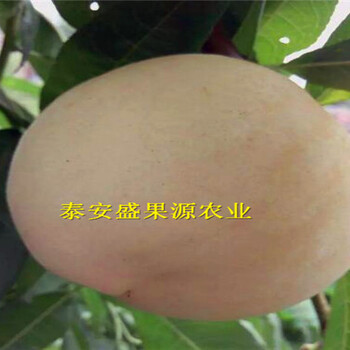 忻城哪里有九葉青花椒苗價(jià)格公道