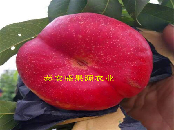 樂安哪里有風(fēng)味皇后桃新型種植