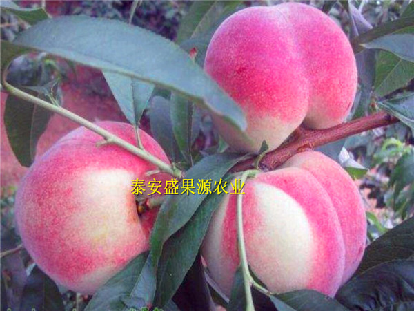 廣昌哪里有油蟠7-7苗真假辨別