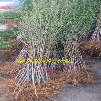 埇橋哪里有風(fēng)味皇后桃新品上市
