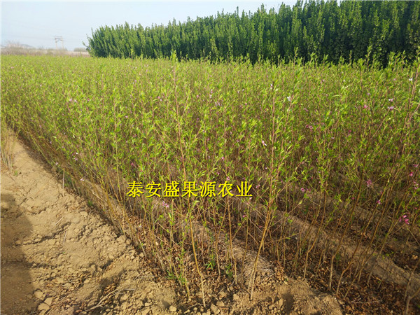 巴州哪里有油蟠7-7苗實地考察