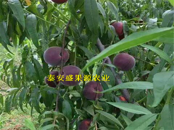 喀喇沁旗哪里有金霞油蟠桃真假辨別