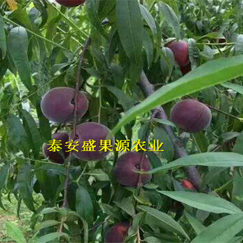 老河口哪里有九葉青花椒苗基地