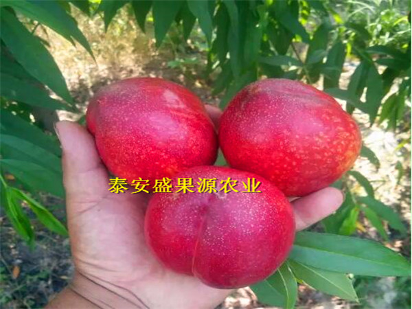 端州哪里有非洲黑妹桃特色品種