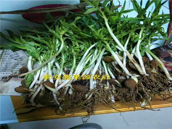 欽南哪里有非洲黑妹桃特色品種