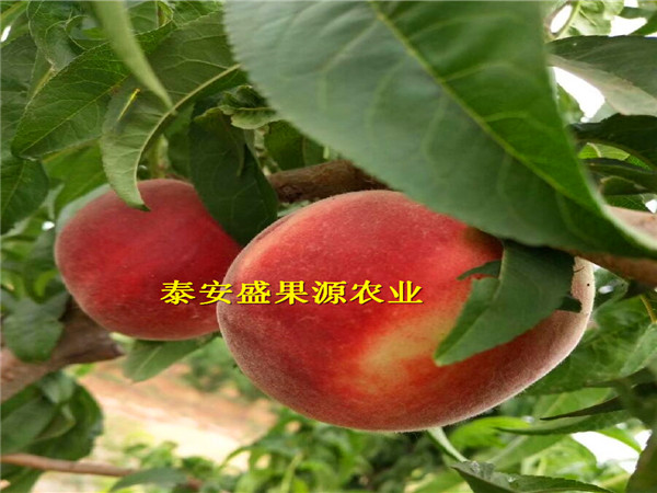 樂安哪里有風(fēng)味皇后桃新型種植