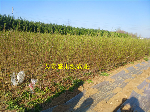 玉山哪里有非洲黑妹桃詳細資料
