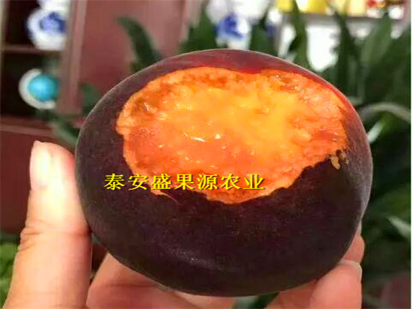 鎮(zhèn)雄哪里有油蟠7-7苗苗源充足