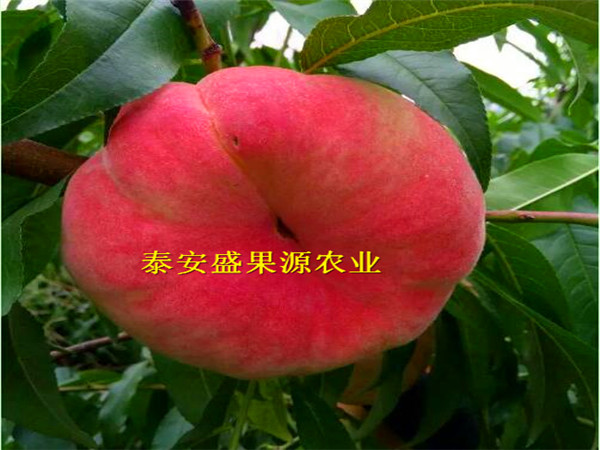 鄂城哪里有金霞油蟠桃結(jié)果年限