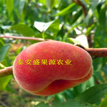 石渠哪里有小紅袍花椒苗育苗基地