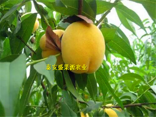 平武哪里有非洲黑妹桃廠家
