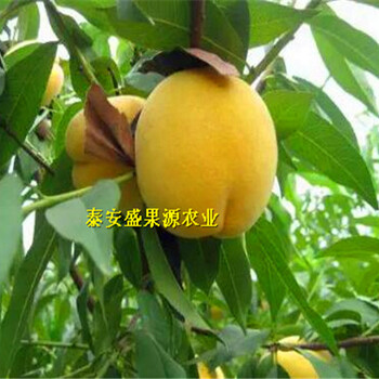 天峨哪里有花椒種苗實地拍照