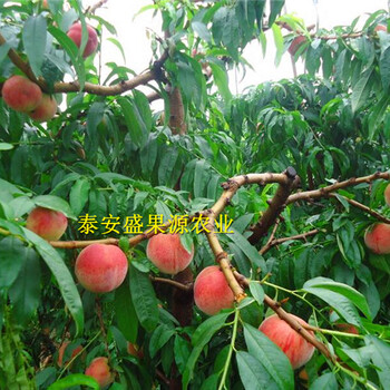 懷仁哪里有大紅袍花椒苗繁育基地