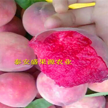 行唐哪里有大紅袍花椒苗新增品種