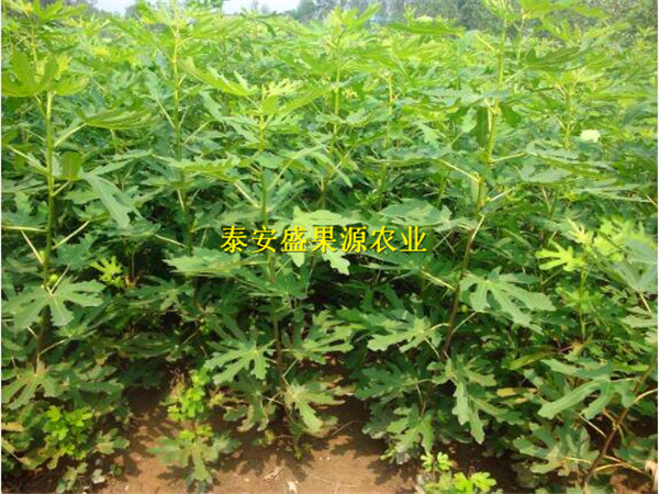 臨高哪里有紫無花果苗病蟲