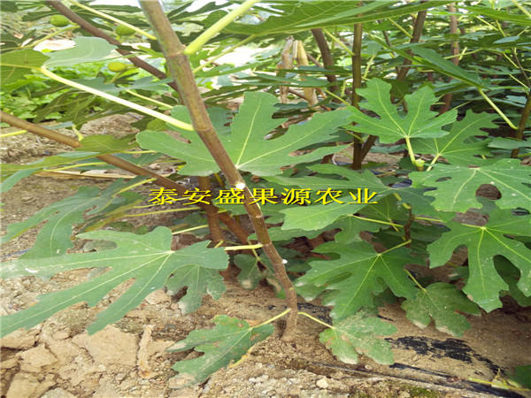 楊陵哪里有黃無花果苗特色品種