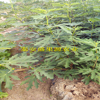 昌樂(lè)哪里有金敖芬無(wú)花果苗真假辨別