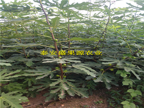 臨高哪里有紫無花果苗病蟲