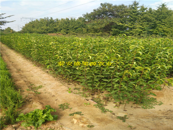 班玛黄冠梨树苗产地出售规格