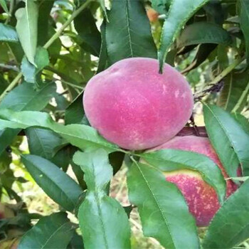 秦都如今獅子頭花椒怎么賣(mài)獅子頭花椒種植技術(shù)