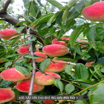 平江如今大紅袍花椒怎么樣大紅袍花椒建園指導(dǎo)