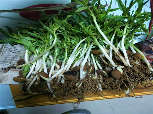 廠家綏德映霜紅桃樹種苗行情